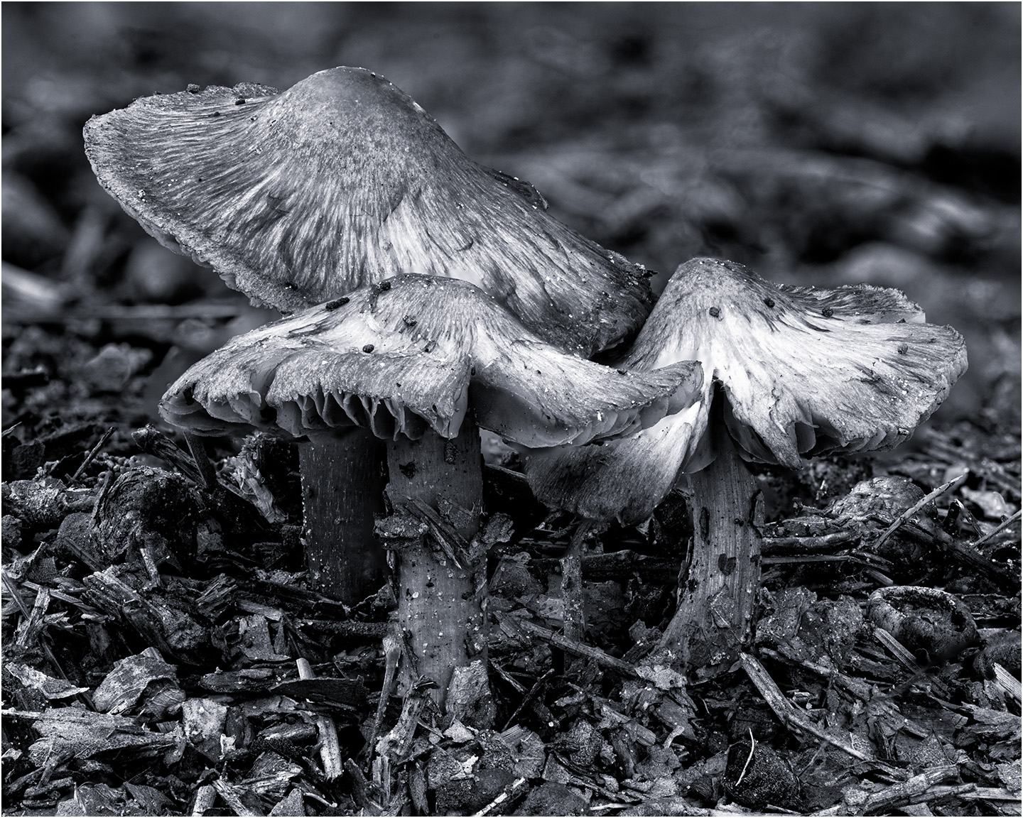 2nd PrizeOpen Mono In Class 3 By Leon Smith For Mushroom 4 OCT-2023.jpg